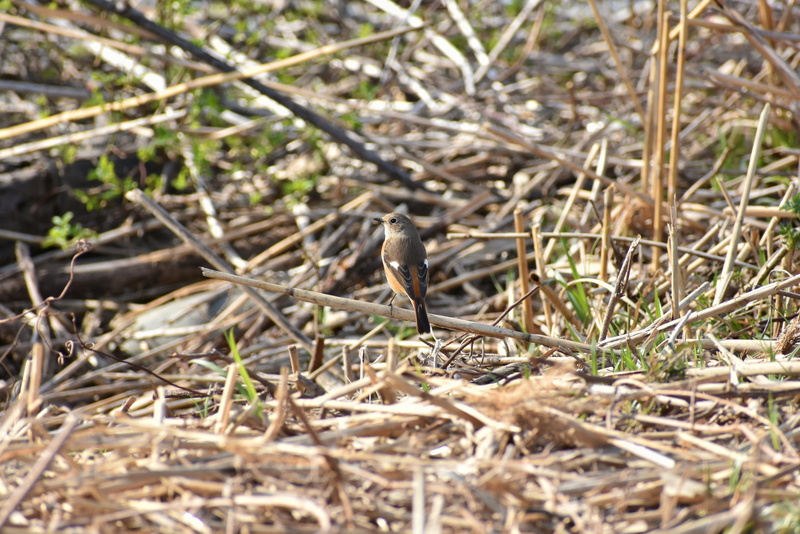 bird, 5K, selective focus, sunlight, spring, nature, vertebrate, a key, land, one animal, day, natural, dry, wild birds, grass, wild animal, park, seasonal