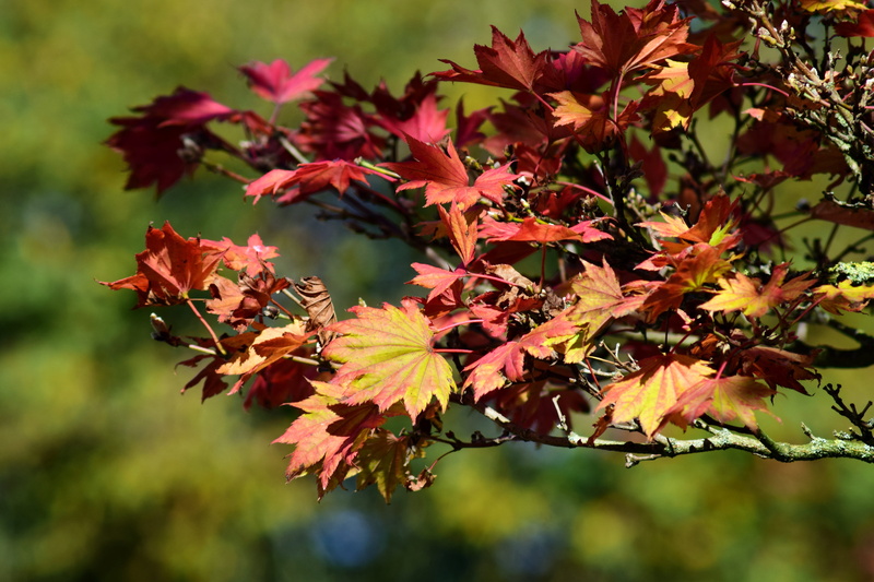 beauty in nature, color, leaves, tree, autumn, fall leaves, aureum, colorful, day, yellow, leaf, natural condition, red, fall foliage, plant, branch, close-up