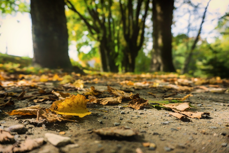 5K, nature, forest floor, plant part, no people, forest, selective focus, day, surface level, maple leaf, leaf, colorful, autumn, tree trunk, land, outdoors