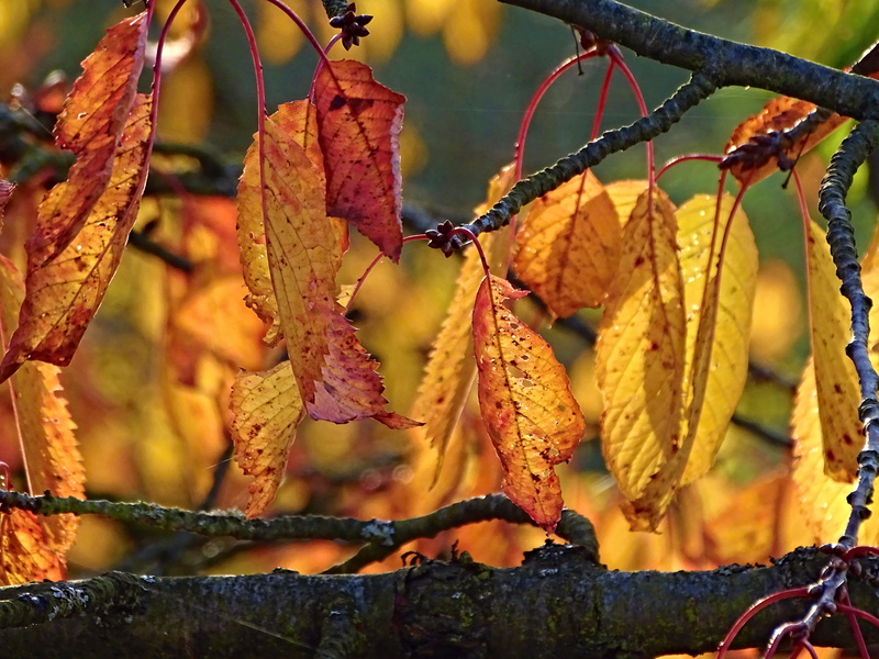 seem, hanging, golden, leaves, out, autumn, day, focus on foreground, plant, healthy eating, no people, food and drink, natural condition, outdoors, nature