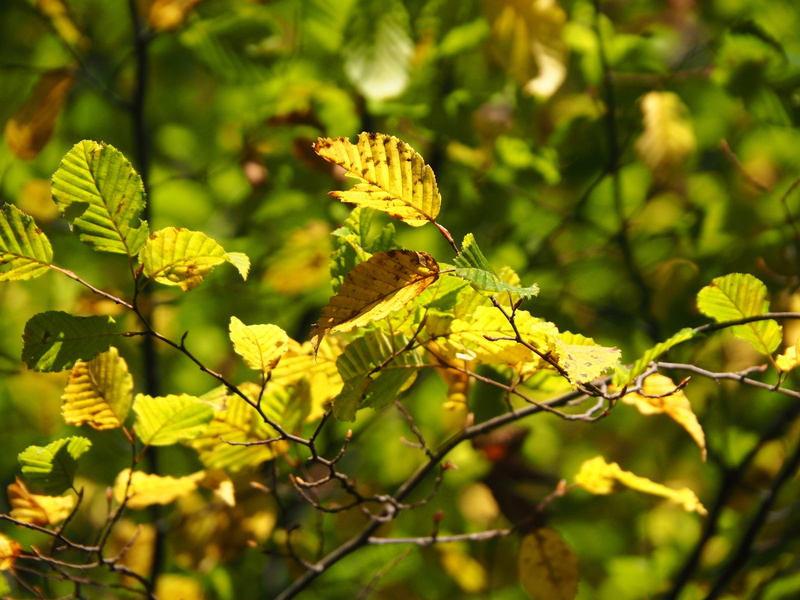 day, sun, animal wildlife, insect, greeting card, seasons, tree, autumn, golden autumn, yellow, fall color, background, butterfly - insect, growth, relax