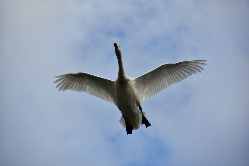 bird, natural, feathers, winter, day, nature, overhead pass, seagull, flight, low angle view, fields, vertebrate, flapping, no people, waterfowl, seasonal