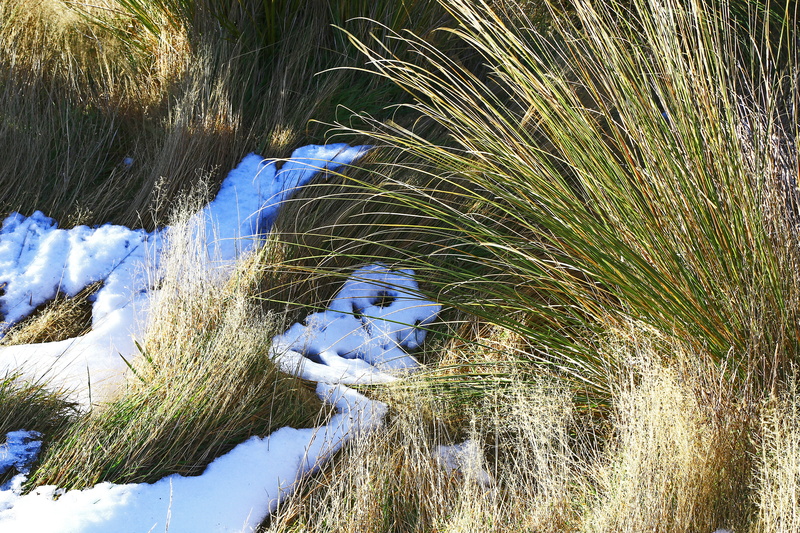 grass, tree, day, tussock, exposed, flowing water, tranquility, cold temperature, high angle view, no people, beauty in nature, danseys pass road, field
