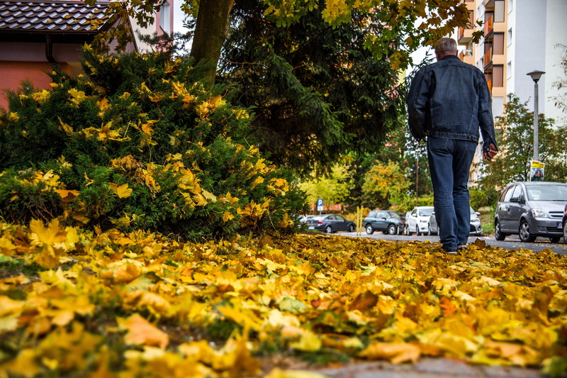 mood, autumn, foliage, standing, nature, growth, the stage, vanishing, lifestyles, one person, season, 5K, plant, selective focus, real people, street
