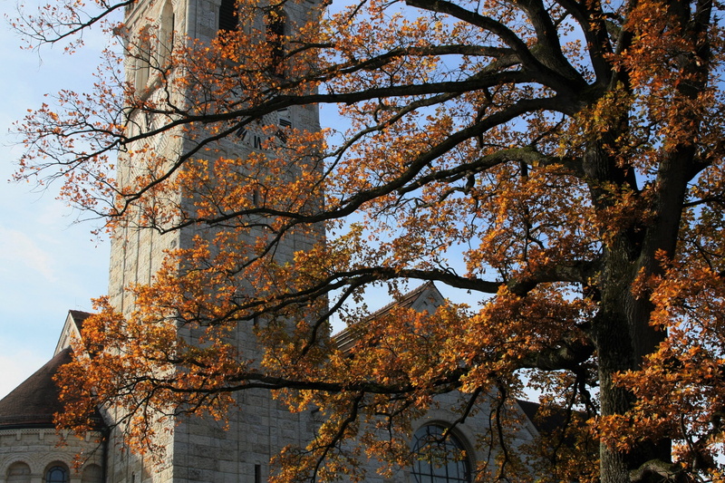 fall, building, view, change, outdoors, branch, sky, spacer, scenically, the silence, autumn, season, konary, yellow leaves, no people, style, leaf, city