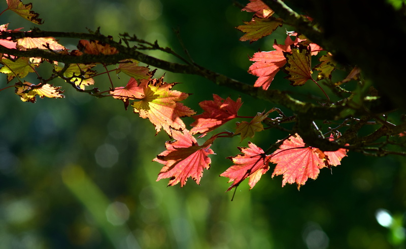 passed, plant part, fall leaves, japanese fire maple, branch, october, maple leaf, 5K, close-up, change, autumn, plant, fall color, day, colorful, coloring