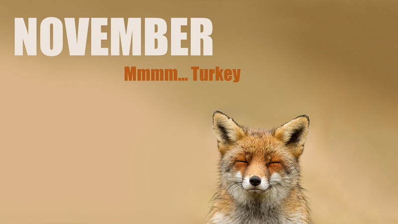 fox, mammal, animals, one animal, sign, November , pets, quote, no people, looking at camera, animal wildlife, capital letter, cat, nature, western script
