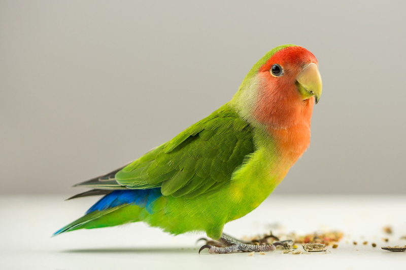Agapornis, 1080P, Birds, Lovebird, Parrot
