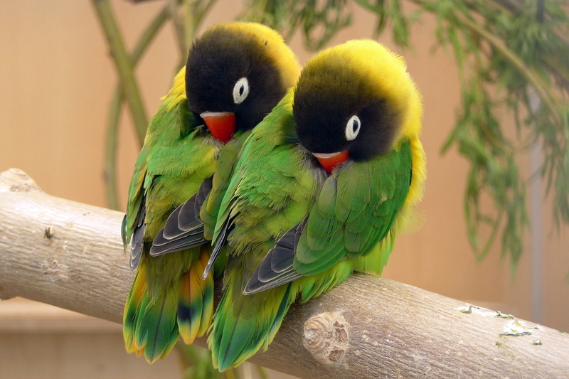 bird, feathers, color, lovebird, 1080P, parrot, beak