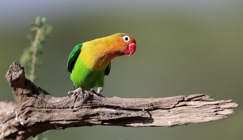 bird, lovebirds, snag, parrot, 1080P