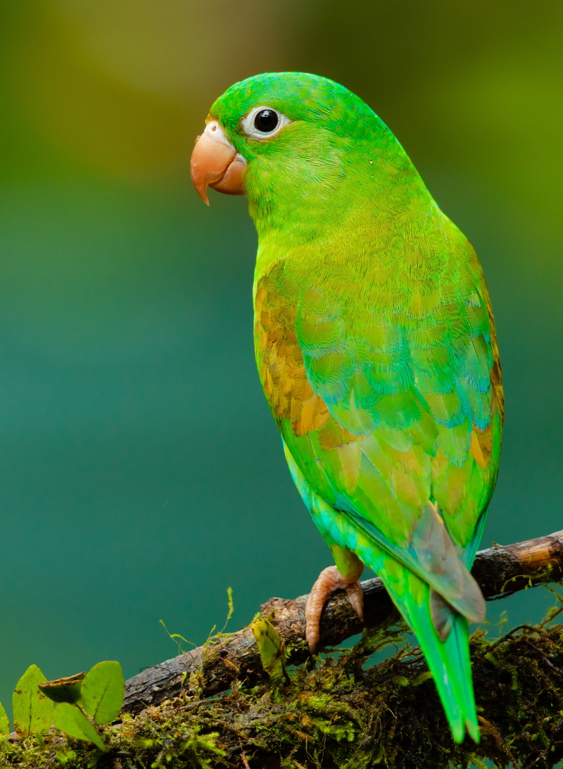 one animal, yellow, green color, no people, day, branch, animal, green, plant, beauty in nature, focus on foreground, twig, macaw, eating, small, pet, finch