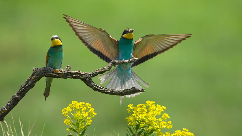 bee-eaters, birds, 1080P, branch, wings, bee-eater, eaters, bee, flowers