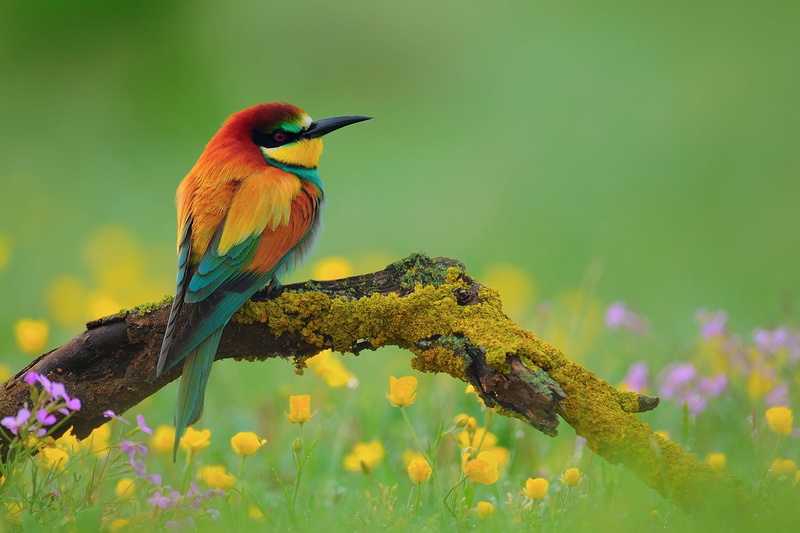 animal wildlife, one animal, green, multi Colored, color Image, flower, tree, vibrant Color, africa, plant, close-up, perching, red, animal, colors, focus on foreground