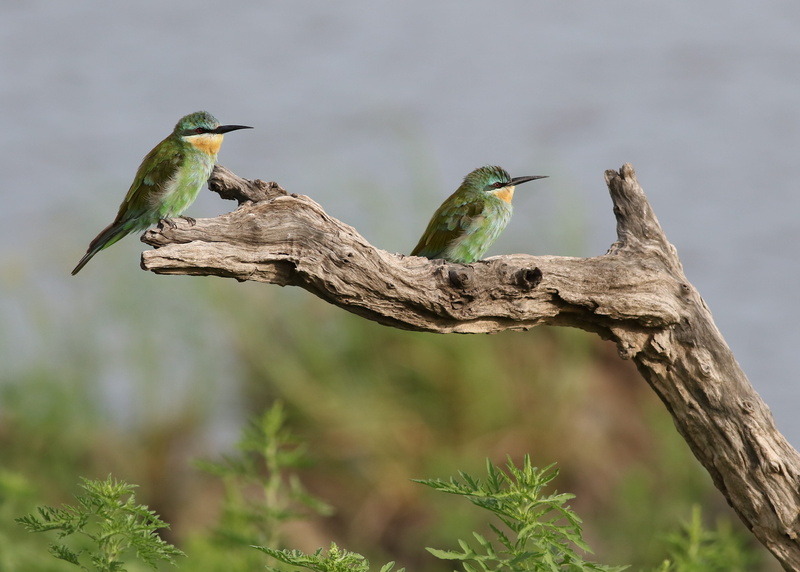 4K, bee-Eater, two, Chobe National Park, blue, birds, Meropidae, animal, branch, family, merops, national, Chobe River, cheeked, nature, Merops persicus