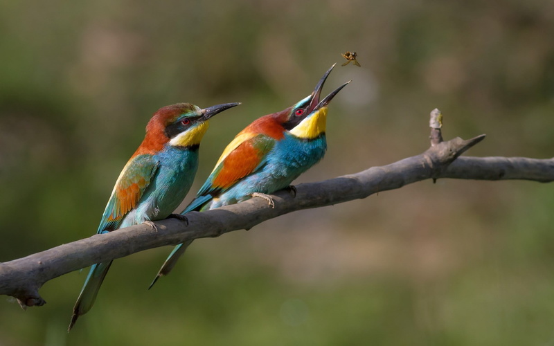 golden, Bird, european bee-eater, branch, insect, eater, Golden bee-eater, catches, 1080P, bee, bee-eater