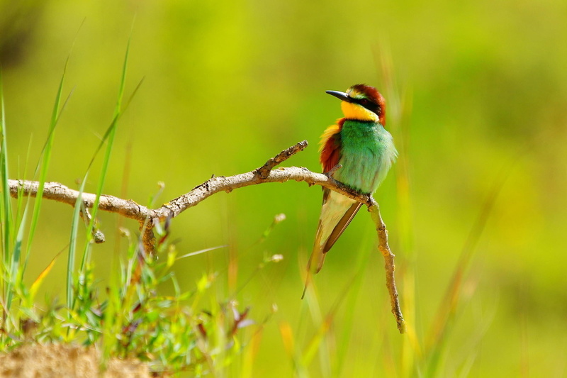animal, branch, no people, kingfisher, one animal, nature, animals, bee-eaters, birds, beauty in nature, focus on foreground, close-up, green color, bird