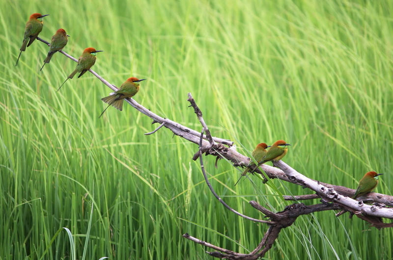 branch, nature, bee-eaters, 1080P, birds, animals