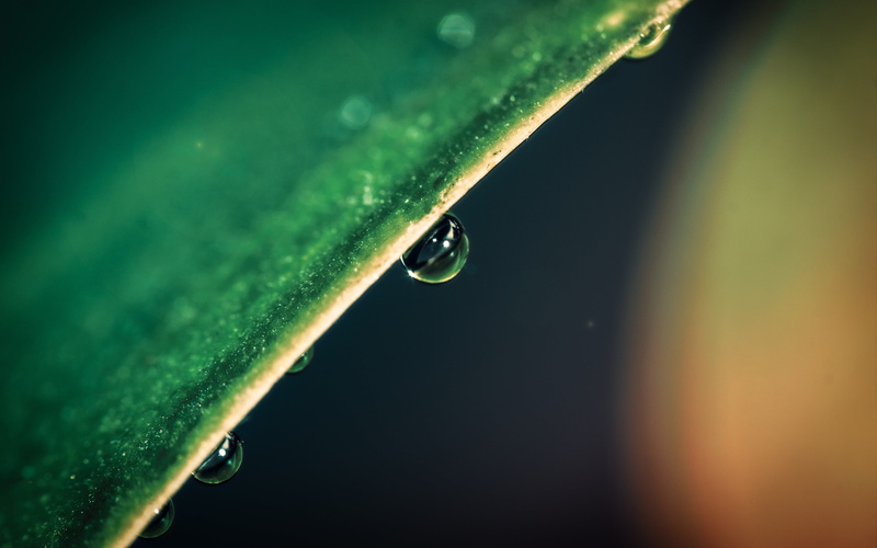 leaf, summer, fragility, plants, beauty In Nature, selective focus, outdoors, abstract, wet, freshness, drop, close-up, raindrop, plant part, 4K, leaves