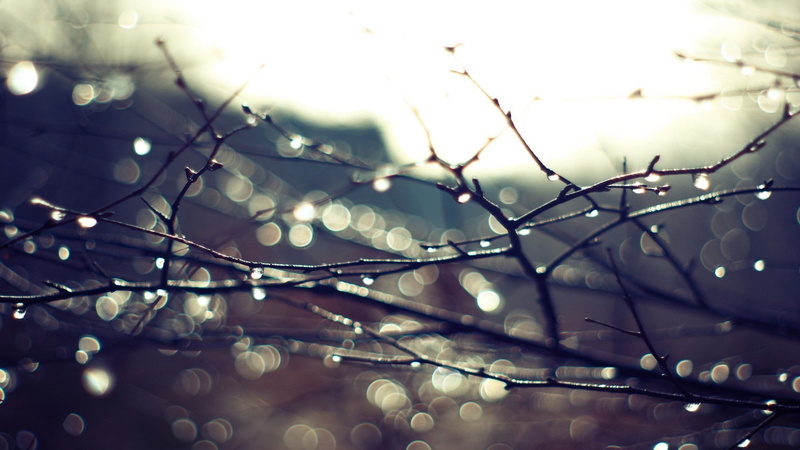 bokeh, wet, day, 1080P, shiny, pattern, defocused, spring, branches, close-up, beauty In Nature, trees, selective focus, lighting equipment, light, no People