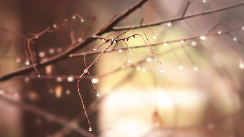 raindrop, plant, drop, water drops, focus on foreground, abstract, arachnid, day, branch, macro, des, dew, season, leaf, focus, no People, wet, morning