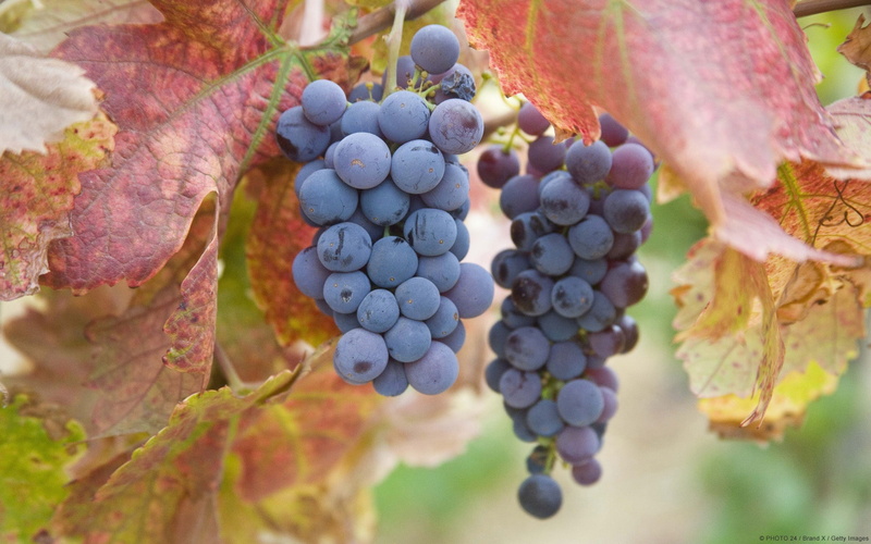 1080P, Grapes, ripe, Purple