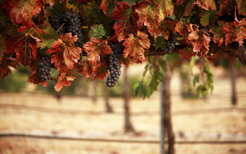 vineyard, autumn, autumn collection, rural Scene, forest, tree, lush Foliage, plant, maple leaf, natural condition, fall, nature, red, focus on foreground