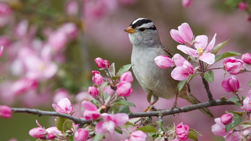 Birds, Blossom, Spring, Peach, 1080P
