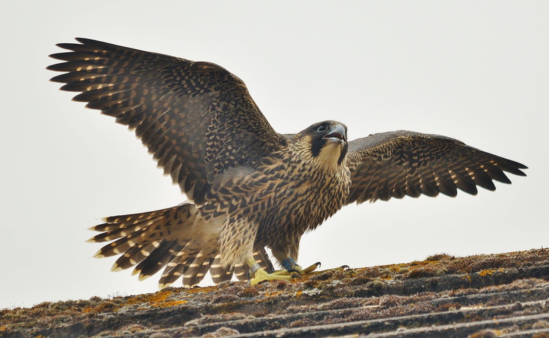 eagle, hawk - Bird, animals In The Wild, black, day, sky, carnivore, no People, bird, outdoors, bird of Prey, low angle view, nature, animal, beak, animal body part