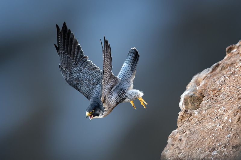 animal, motion, eagle, flying, animals in the wild, survival, falcon - bird, Kestrel, outdoors, one animal, wildlife, nature, spread wings, no people, rock - object