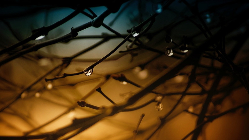 branch, bare tree, closeup, rain, branches, night, trees, plant part, dark, leaf, wet, drop, spooky, water, no people, dew, close-up, depth of field, tree