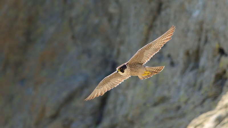 flying, spread wings, falcon - bird, animals in the wild, mid-air, animal wildlife, no people, outdoors, animal themes, day, 1080P, bird of prey, vertebrate