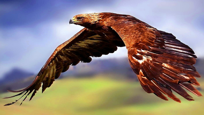 4K, flying, air, wildlife, falcon, bird