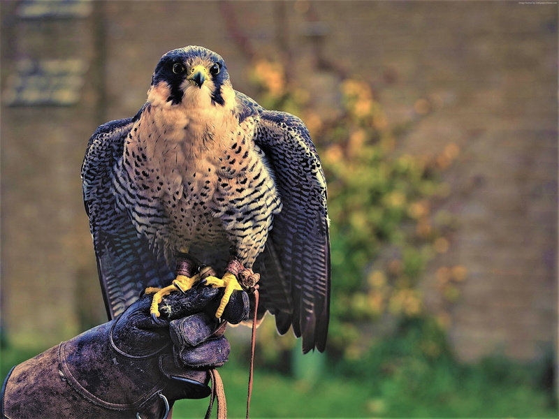 Birds, Animal, Peregrine Falcon, Bird, 1080P