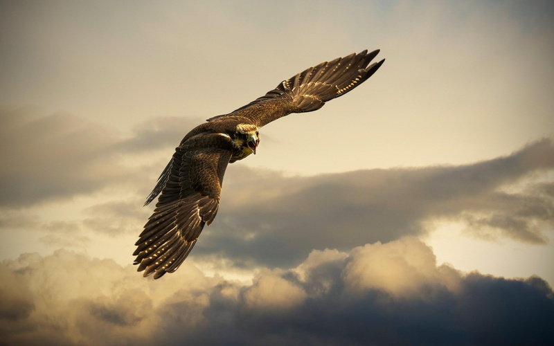 eagle, falcon, 2K, flight, sky, brown, bird