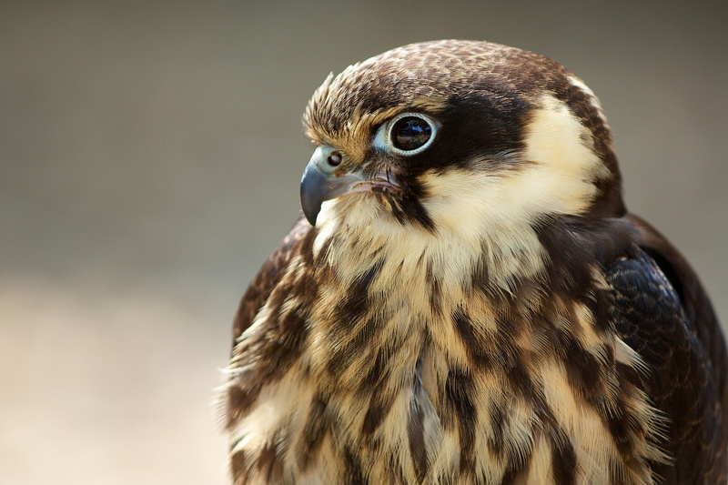 bird of prey, eagle, animals in the wild, animal themes, animal body part, no people, looking, animals, vertebrate, day, falcon - bird, bird, focus on foreground