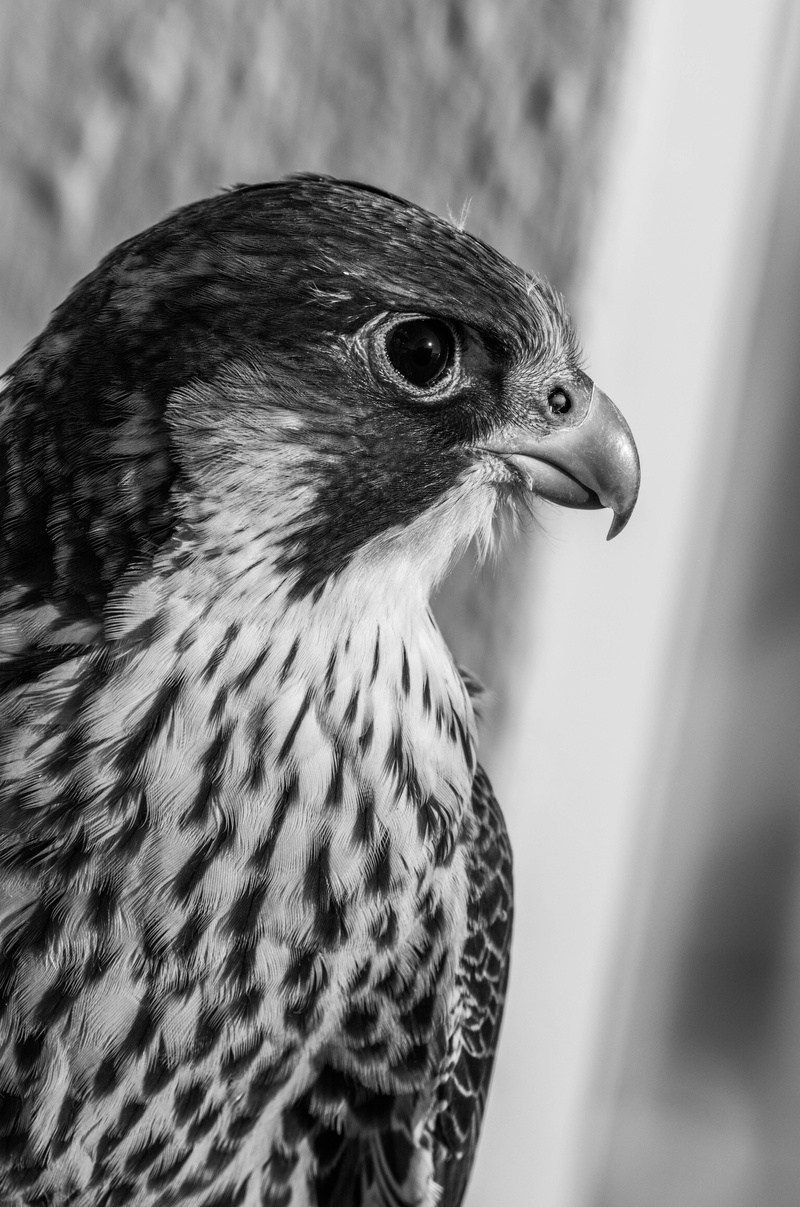 bird of prey, no people, close-up, black white, bird, beak, animal eye, day, looking, hawk - bird, nature, chicks, vertebrate, animal themes, animal, focus on foreground