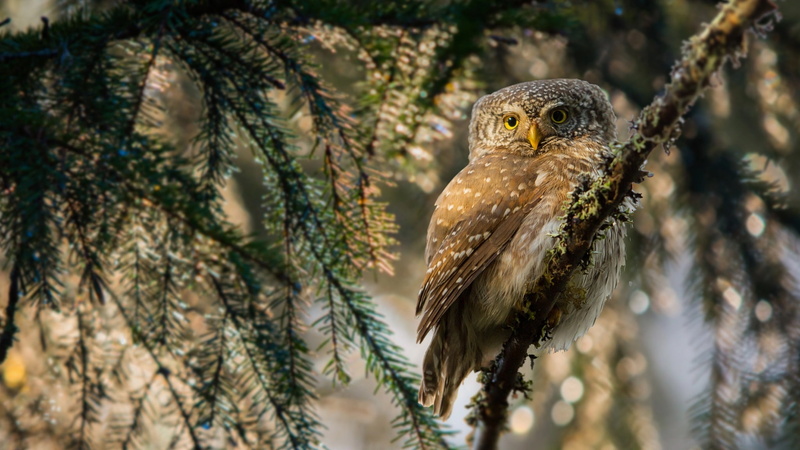 bird, branch, animal themes, birds, animals in the wild, animal wildlife, plant, outdoors, one animal, selective focus, nature, animal, animal eye, perching