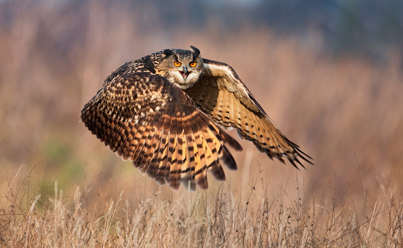outdoors, hunting, flying, 1080P, owl, one animal, animal themes, animal body part, animals hunting, falcon - bird, survival, bird of prey, animal wildlife