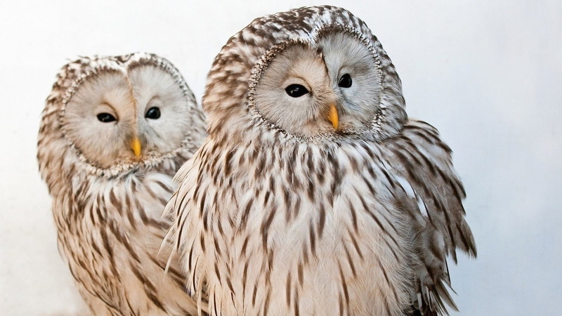 studio shot, togetherness, portrait, animal, bird of prey, brown, animals in the wild, figurines, young animal, bird, birds, group of animals, looking at camera