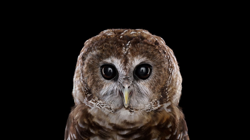 photography, bird, baby, owl, baby owl, 1080P, 1920x1080
