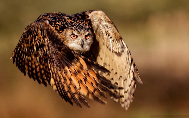 focus on foreground, close-up, nature, vertebrate, owl, animal body part, no people, animal wildlife, brown, one animal, day, outdoors, bird, beauty in nature