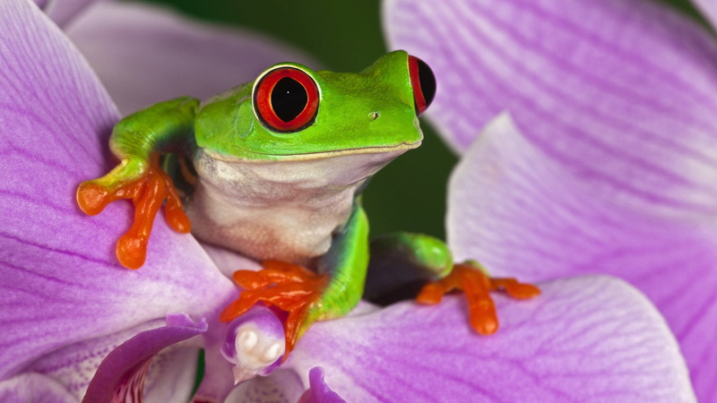 1080P, Red Eyed Tree Frog, Frogs