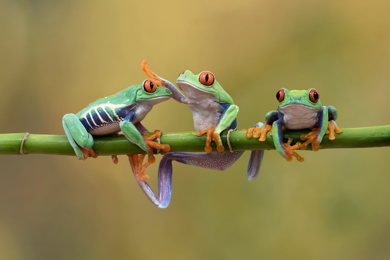 Frog, Red Eyed Tree Frog, 1080P, Amphibian, Red-Eyed Tree Frog, Frogs
