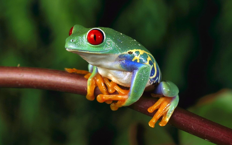 depth, amphibians, macro, women, of, frog, field, red, tree, Eyed, 1080P, frogs