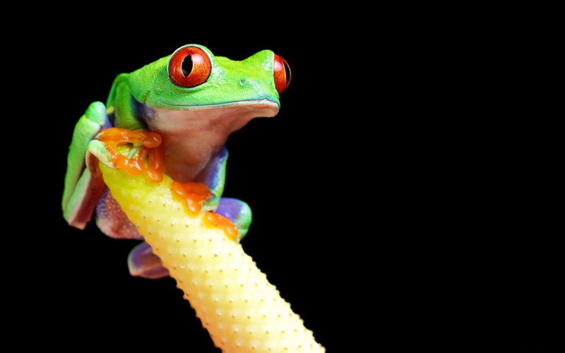 black Color, no people, vertebrate, tree Frog, copy space, animal head, animals in the wild, reptile, nature, tropical Climate, animal Eye, color, indoors