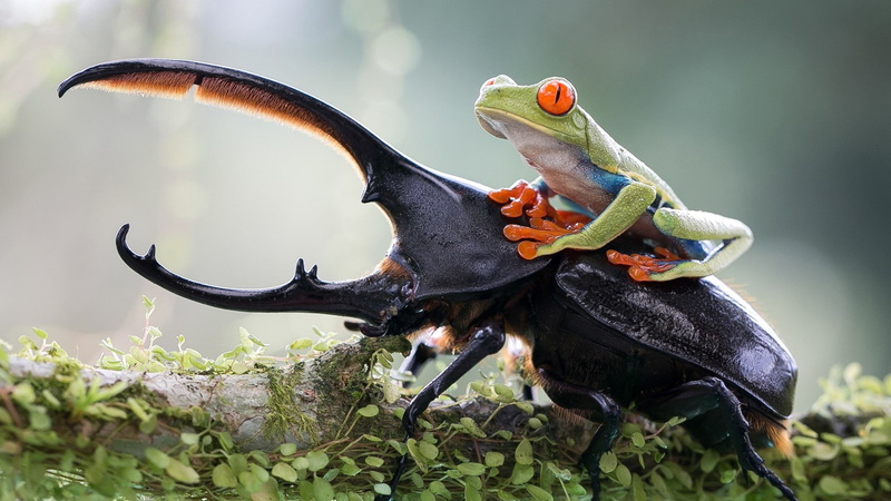 animals, frog, insect, Red-Eyed Tree Frogs, beetles, 1080P, nature, amphibian
