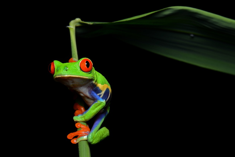 Wallpaper ID: 1079855 / amphibians, tree, 4K, art, Red-Eyed Tree Frog ...