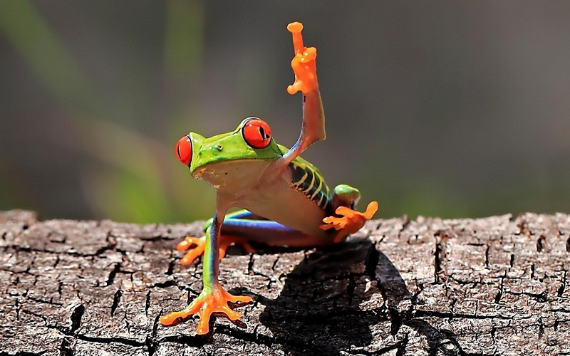 Frogs, Cute, Red Eyed Tree Frog, Funny, 1080P, Humor