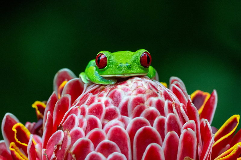 Macro, 2K, Amphibian, Wildlife, Frogs, Red-Eyed Tree Frog, Red Eyed Tree Frog, Flower
