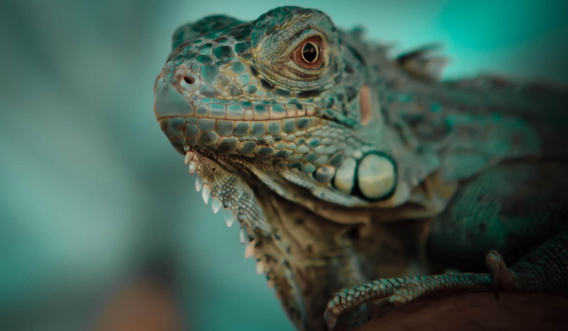 animals, animals in the wild, day, lizard, vertebrate, reptiles, animal body part, 1080P, looking, iguana, animal themes, animal eye, animal, selective focus